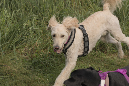 20250702_Dog park and Ken and Korinne house__DSC0234_.jpg