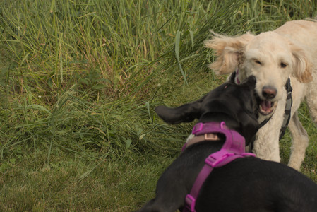 20250702_Dog park and Ken and Korinne house__DSC0235_.jpg