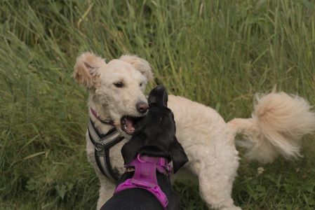 20250702_Dog park and Ken and Korinne house__DSC0238_.jpg