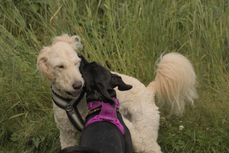 20250702_Dog park and Ken and Korinne house__DSC0239_.jpg