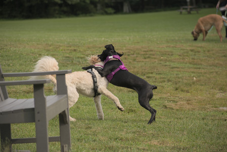 20250702_Dog park and Ken and Korinne house__DSC0247_.jpg