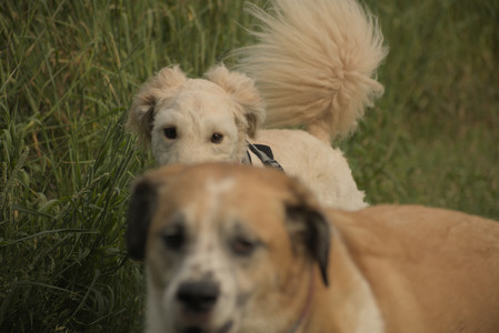 20250702_Dog park and Ken and Korinne house__DSC0253_.jpg