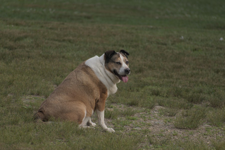 20250702_Dog park and Ken and Korinne house__DSC0263_.jpg