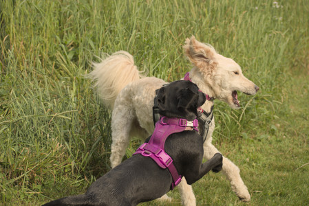 20250702_Dog park and Ken and Korinne house__DSC0268_.jpg