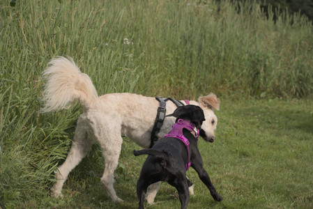 20250702_Dog park and Ken and Korinne house__DSC0271_.jpg