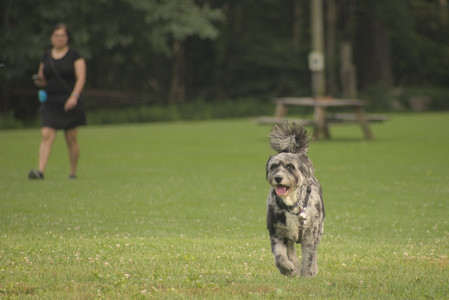 20250702_Dog park and Ken and Korinne house__DSC0291_.jpg