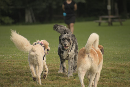 20250702_Dog park and Ken and Korinne house__DSC0302_.jpg