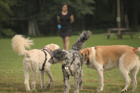 20250702_Dog park and Ken and Korinne house__DSC0308_.jpg