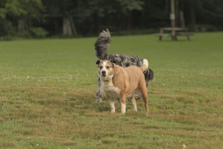 20250702_Dog park and Ken and Korinne house__DSC0314_.jpg