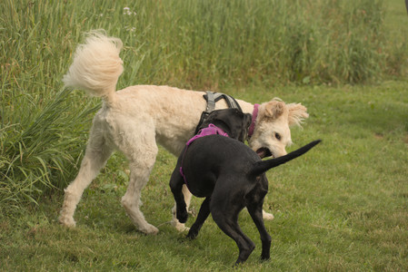 20250702_Dog park and Ken and Korinne house__DSC0318_.jpg