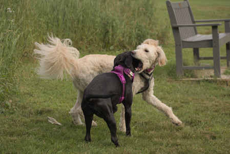 20250702_Dog park and Ken and Korinne house__DSC0320_.jpg