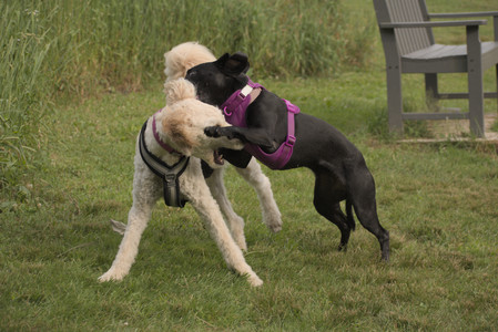 20250702_Dog park and Ken and Korinne house__DSC0325_.jpg