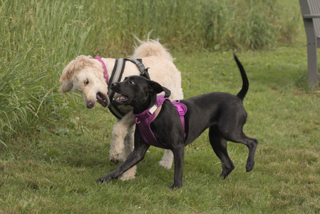 20250702_Dog park and Ken and Korinne house__DSC0326_.jpg