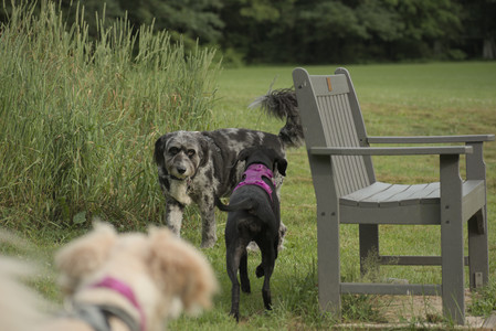 20250702_Dog park and Ken and Korinne house__DSC0329_.jpg