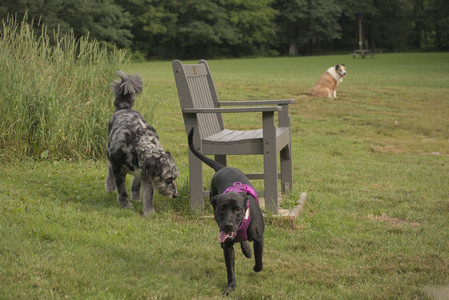 20250702_Dog park and Ken and Korinne house__DSC0333_.jpg