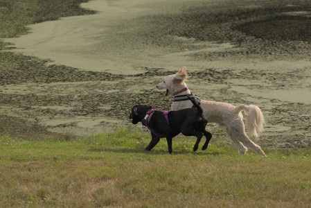 20250702_Dog park and Ken and Korinne house__DSC0336_.jpg