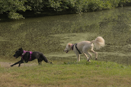 20250702_Dog park and Ken and Korinne house__DSC0340_.jpg