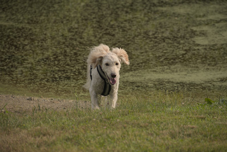 20250702_Dog park and Ken and Korinne house__DSC0341_.jpg