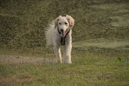 20250702_Dog park and Ken and Korinne house__DSC0343_.jpg