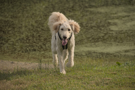 20250702_Dog park and Ken and Korinne house__DSC0345_.jpg