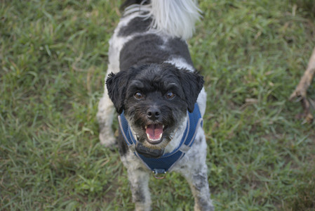 20250703_Dog park and cats and night flowers__DSC0248_.jpg