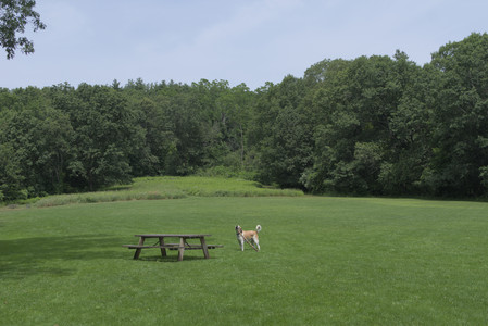 20250705_Dog Park__DSC0013_.jpg