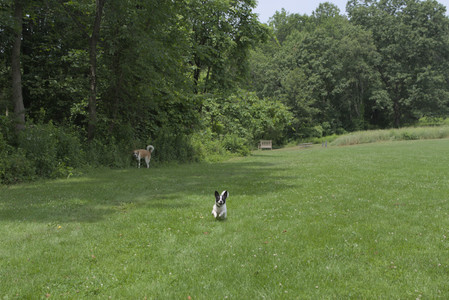 20250705_Dog Park__DSC0019_.jpg