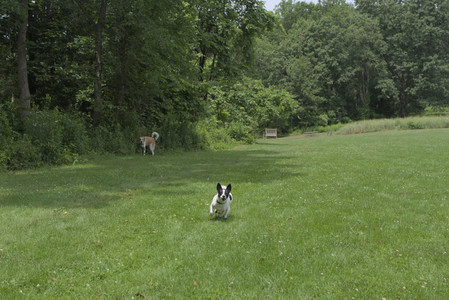 20250705_Dog Park__DSC0020_.jpg