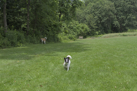 20250705_Dog Park__DSC0021_.jpg