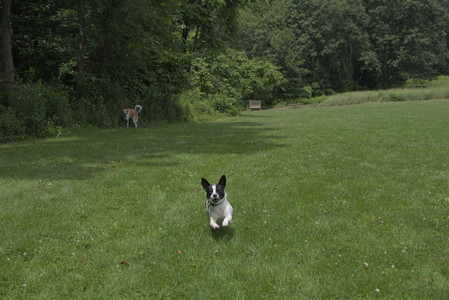 20250705_Dog Park__DSC0022_.jpg