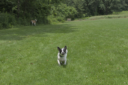 20250705_Dog Park__DSC0023_.jpg