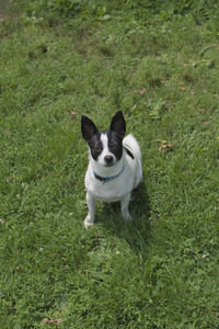 20250705_Dog Park__DSC0035_.jpg