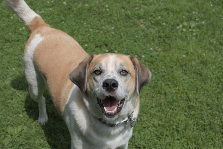 20250705_Dog Park__DSC0036_.jpg