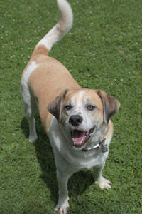 20250705_Dog Park__DSC0049_.jpg