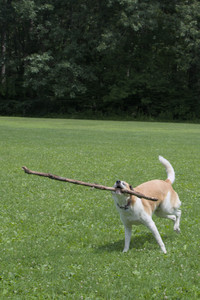 20250705_Dog Park__DSC0052_.jpg