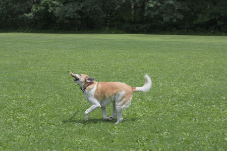 20250705_Dog Park__DSC0055_.jpg