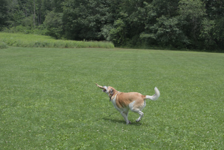 20250705_Dog Park__DSC0059_.jpg