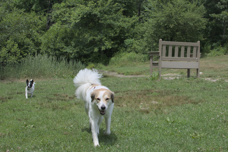 20250705_Dog Park__DSC0061_.jpg