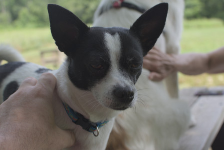 20250705_Dog Park__DSC0076_.jpg