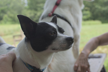 20250705_Dog Park__DSC0078_.jpg