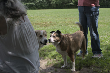20250705_Dog Park__DSC0085_.jpg