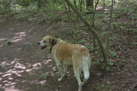 20250705_Dog Park__DSC0136_.jpg