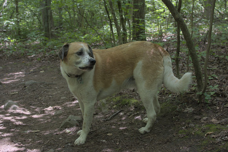 20250705_Dog Park__DSC0140_.jpg