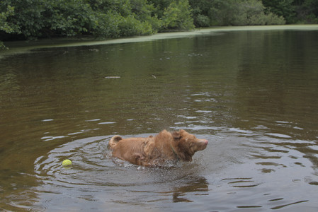 20250705_Dog Park__DSC0187_.jpg