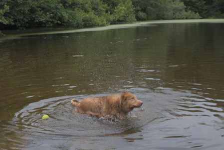 20250705_Dog Park__DSC0188_.jpg