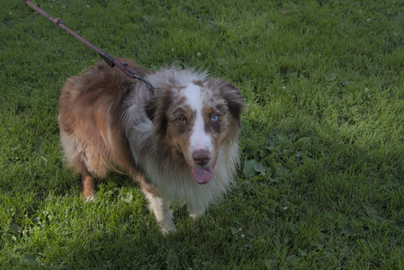 20250705_Dog park again__DSC0070_.jpg