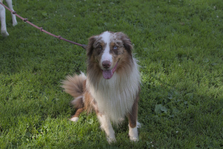 20250705_Dog park again__DSC0071_.jpg