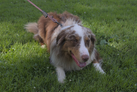 20250705_Dog park again__DSC0072_.jpg