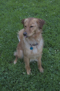 20250705_Dog park again__DSC0077_.jpg