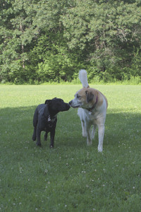 20250705_Dog park again__DSC0087_.jpg